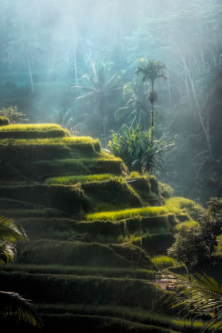Bali Rice Terraces