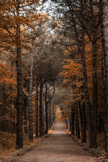 Autumn Forest Pathway