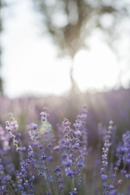 Lavender Field at Sunrise