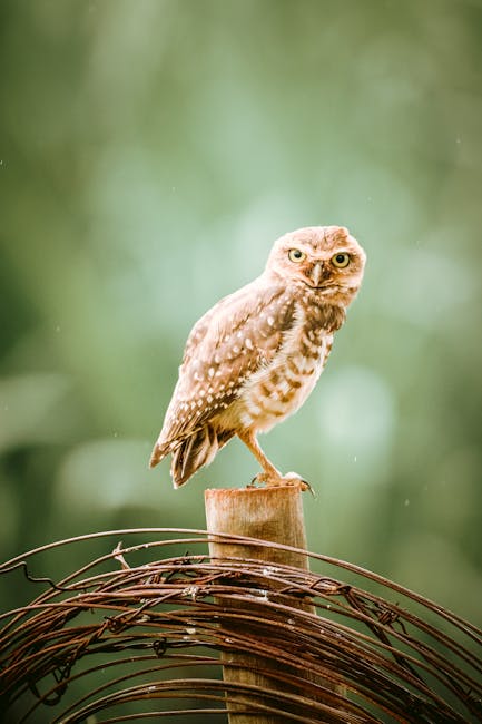 Owl Portrait in Forest