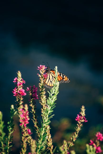 Butterfly on Wildflower