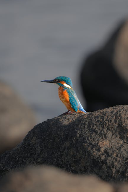 Watercolor Bird Illustration