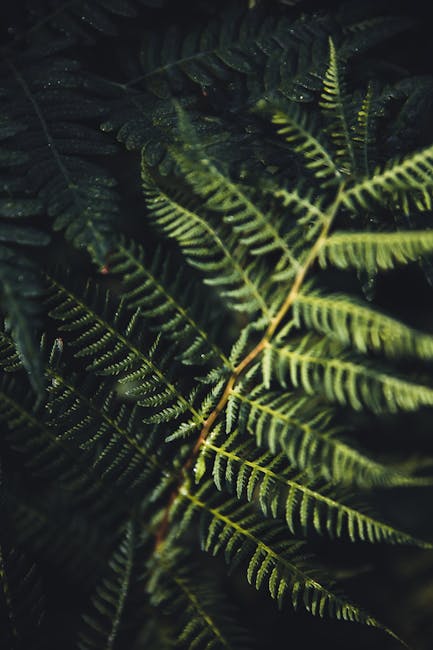 Botanical Watercolor Fern Study